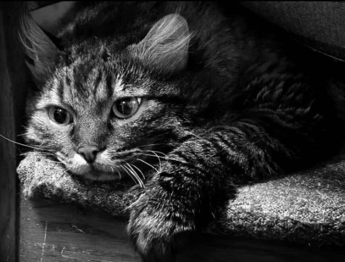 Грустный котик. Грустные коты. Поставь самый грустный. Грустный мопс. Кот с грустными глазами.