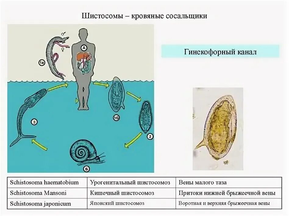 Schistosoma japonicum жизненный цикл. Цикл развития шистосомы.