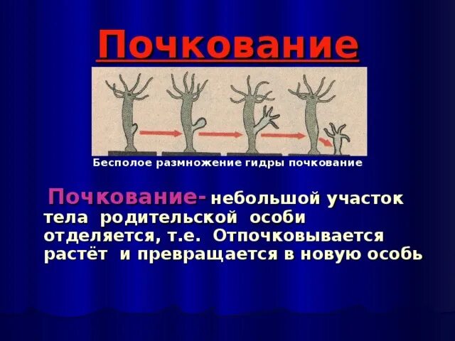 Пресноводная гидра размножается. Размножение гидры почкование. Бесполое размножение гидры называется. Процесс почкования у гидры это. Бесполое размножение гидры.