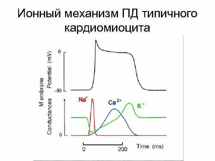 Абсолютная рефрактерность типичного кардиомиоцита. Фазы потенциала действия типичного кардиомиоцита. пд типичного и атипичного кардиомиоцита. график потенциала действия атипичных кардиомиоцитов. фазы пд типичного кардиомиоцита.