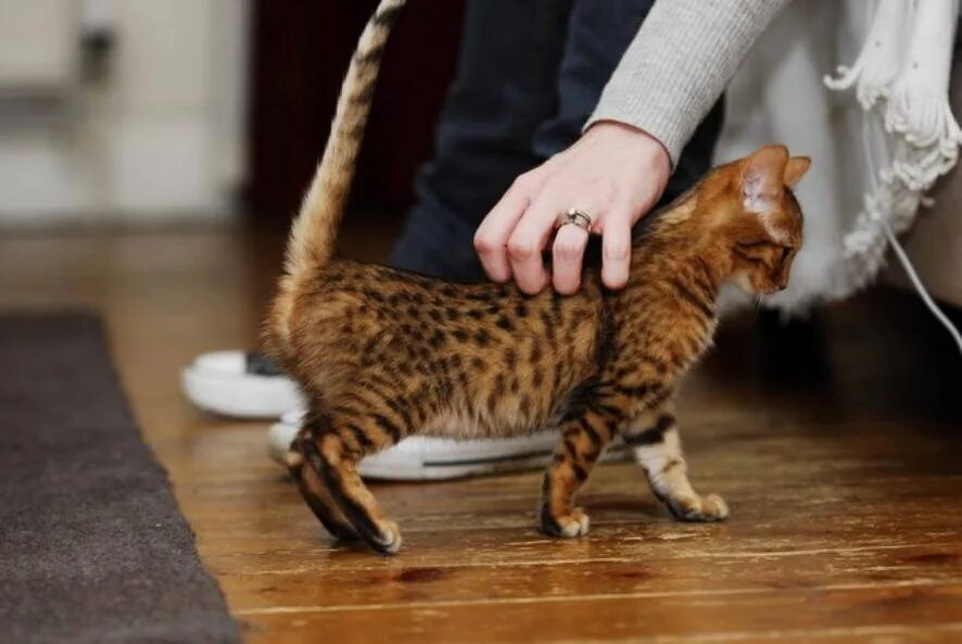 Почему коты любят сидеть
