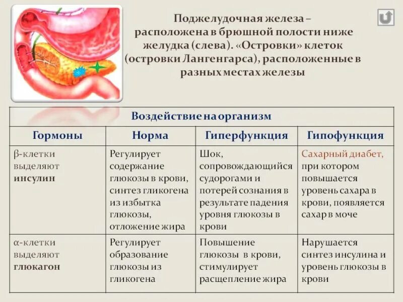 Гипер и гипофункция поджелудочной железы. Поджелудочная железа гипофункция железы. Поджелудочная железа строение и функции таблица. Поджелудочная железа гормоны гиперфункция и гипофункция. Какой анализ показывает состояние поджелудочной железы