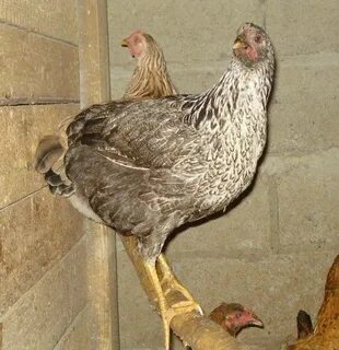 Куры котляревские описание породы отзывы