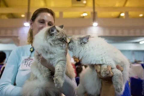 Выставка кошек в августе