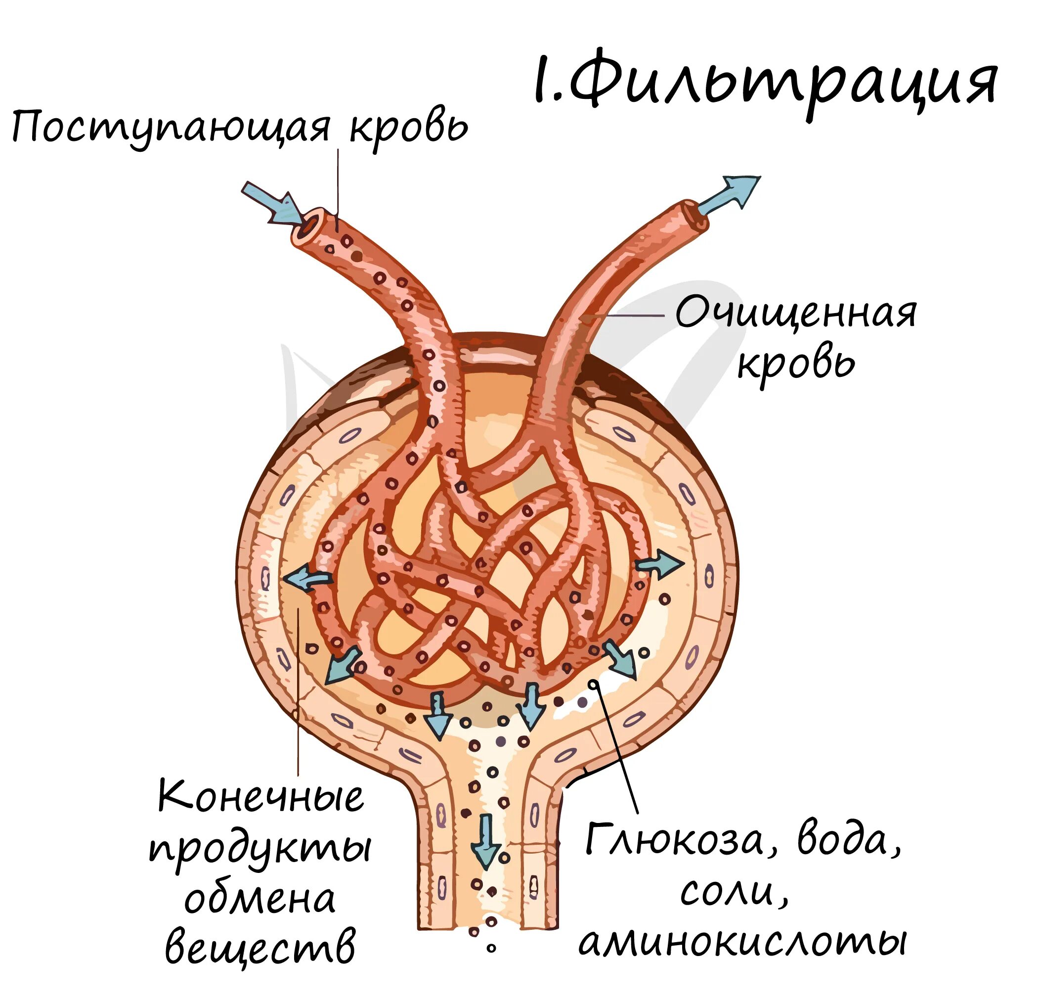 Фильтрация в капсуле нефрона. Капсула нефрона процесс фильтрации крови. Капсула Боумена-Шумлянского фильтрация. Строение нефрона первичной почки. Моча из капсулы нефрона поступает