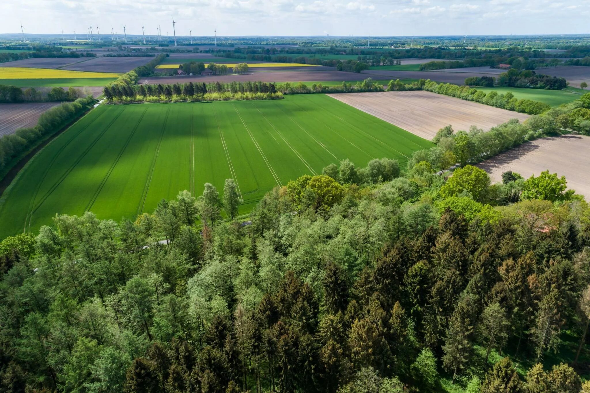 Полезащитные лесные полосы. Лесополосы на полях. Лесополосы краснодарский край минсельхоз. Лесополосы в степной зоне. Лесополосы алтайского края.