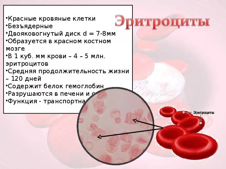 Печень образование эритроцитов. Эритроциты в крови биология 8 класс. Белок крови 8 класс биология. Клетки крови человека 8 класс биология. Кровь функции крови 8 класс.
