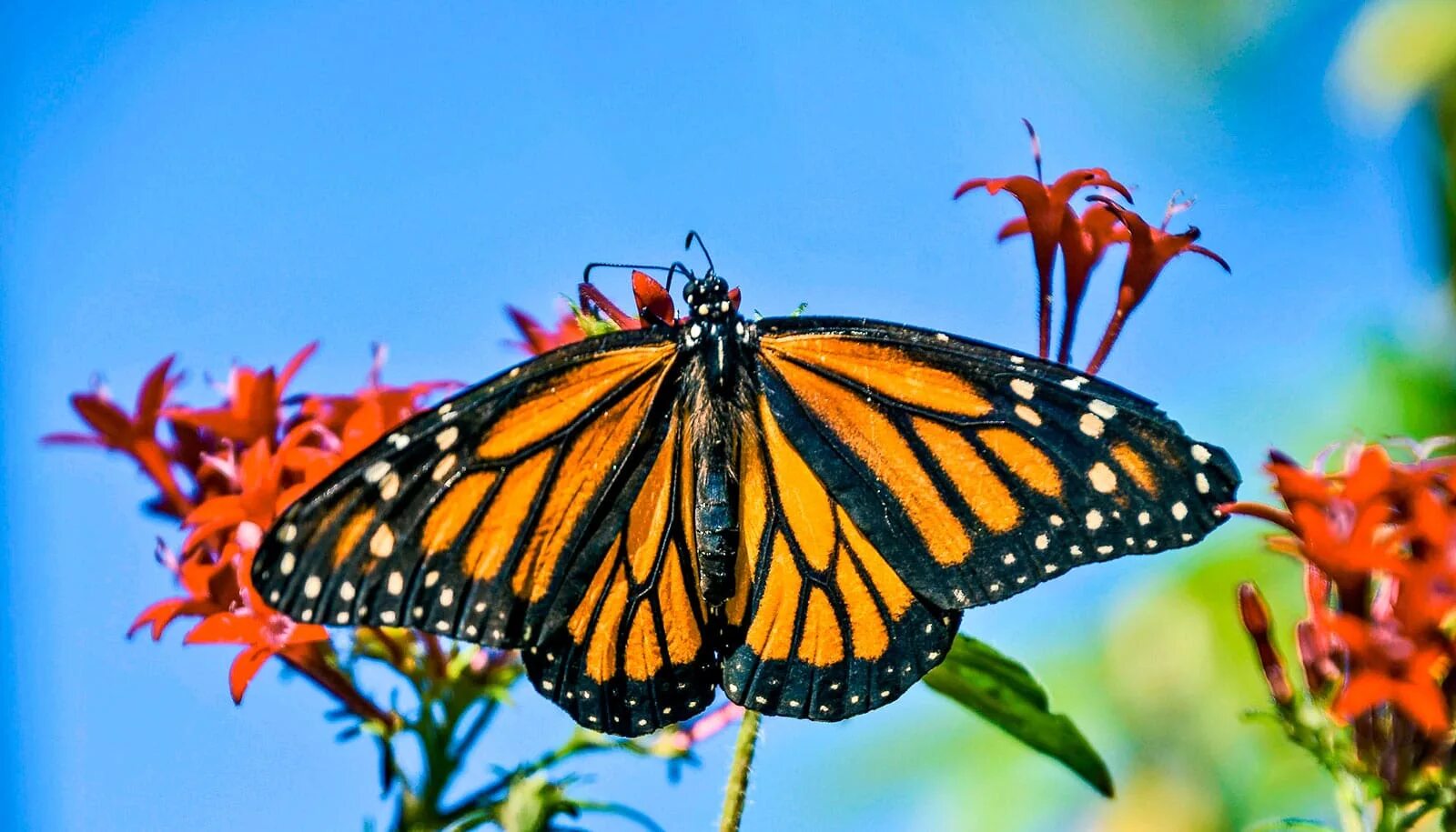 монарх фото. монарх фото. бабочка данаида. бабочка монарх баттерфляй. бабочка монарх баттерфляй.