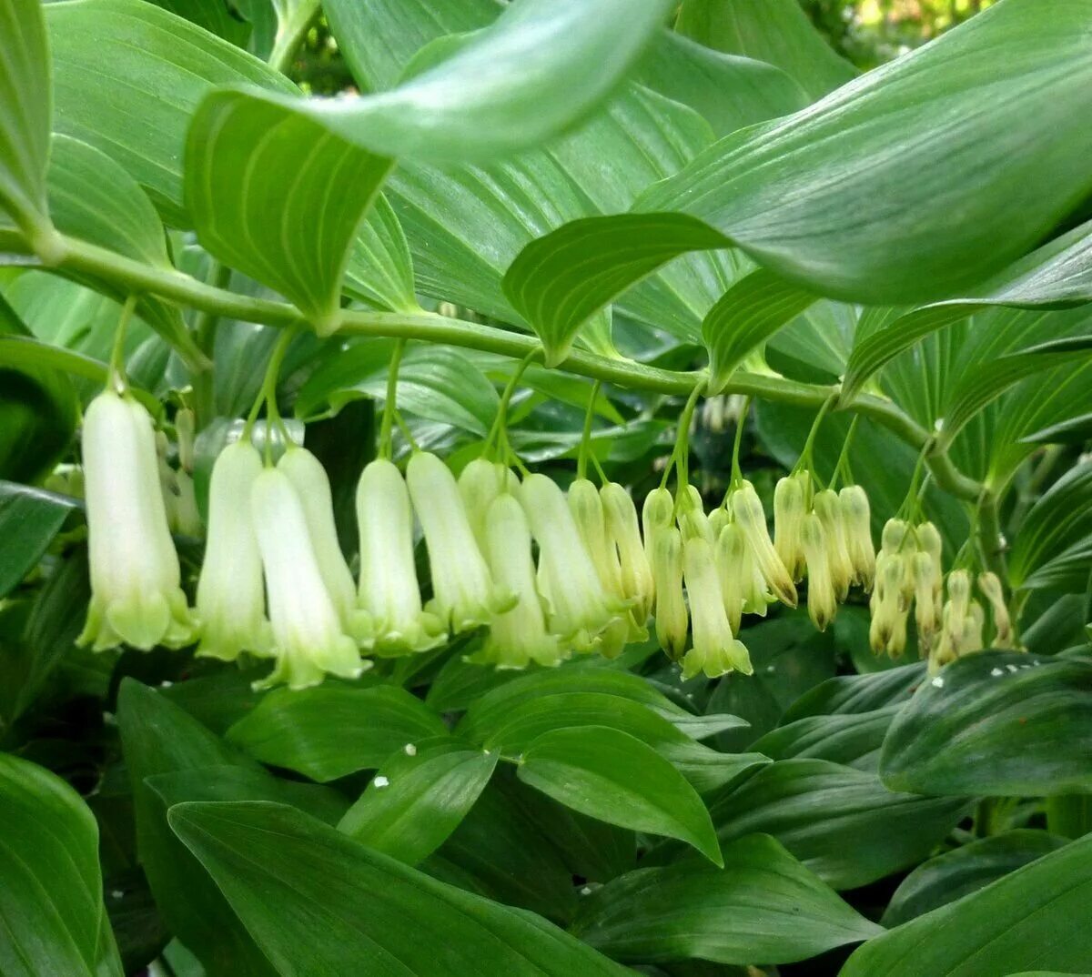 Купена лесная. Купена (polygonatum). Купена цветок садовый. Купена садовая. Polygonatum odoratum - купена душистая.