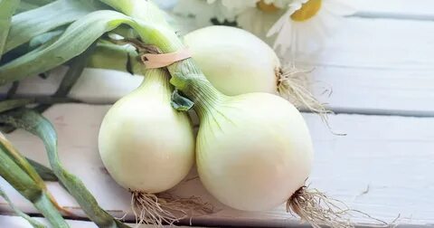 Лук и чеснок это овощи