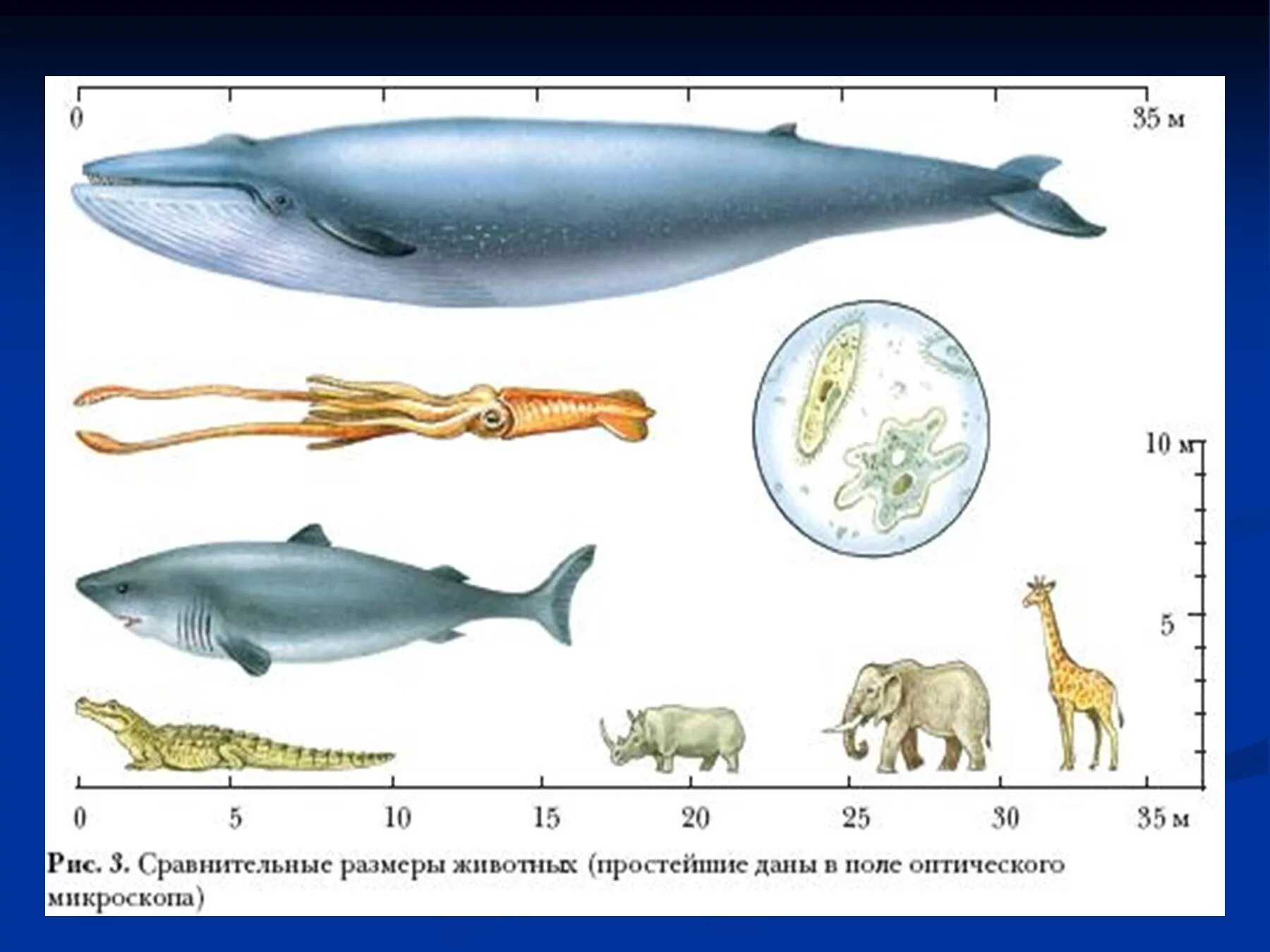 Prehistoric animals size comparison. Доисторические животные сравнение с современными. Сравнение размеров животных. Animals size. Giraffe size comparison.