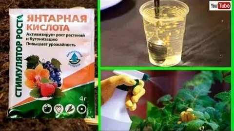 Можно подкормить цветы янтарной кислотой