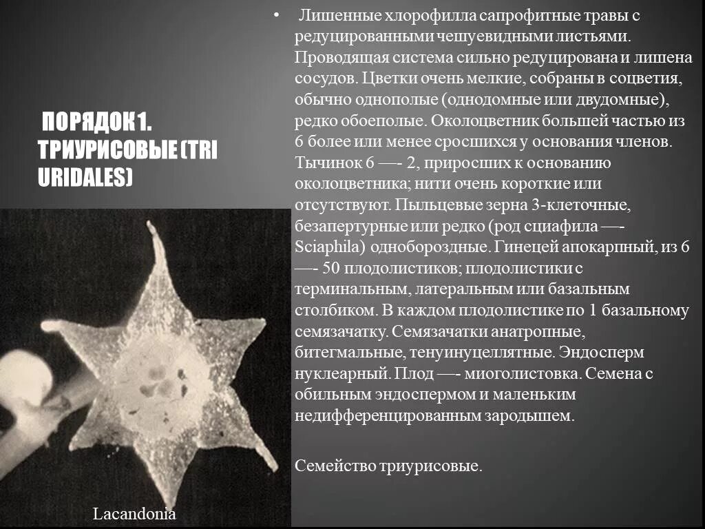 Лишить сильный. Подкласс лилииды. Подкласс алисматиды. Чешуйчатые листья лишенные хлорофилла. Триурисовые.