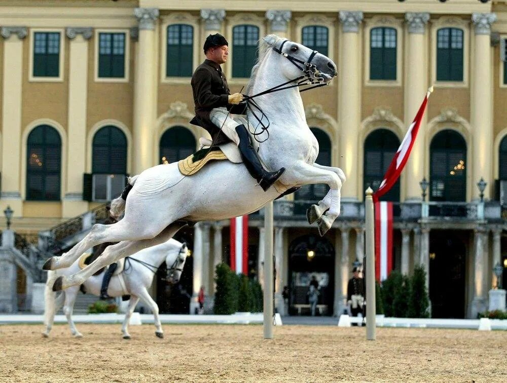 Липицианская лошадь. Липицианская порода лошадей. Липициан испанская школа верховой езды. Липициан на выездке. Липпицианская лошадь.