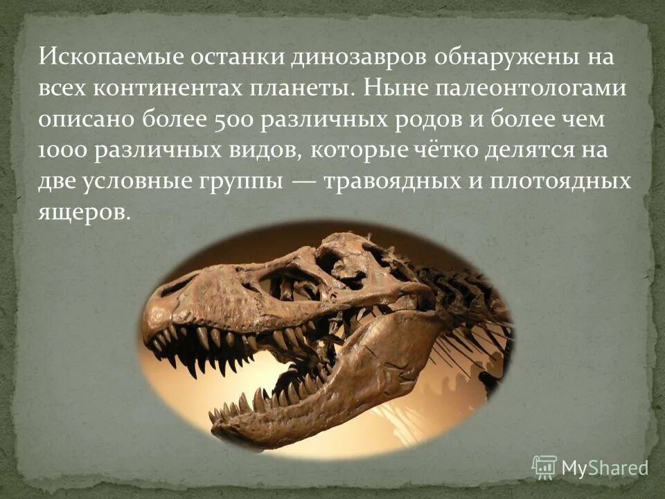 Палеонтология - наука о вымерших животных и растениях. Палеонтология это наука. Fossil окаменелости. Наука изучающая вымерших животных. Окаменелости чарльза дарвина.