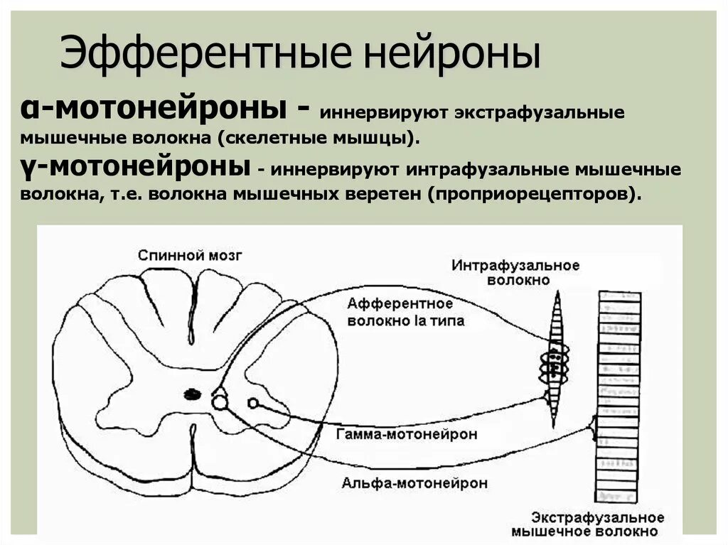 Какие нейроны в рогах спинного мозга. Поражение мотонейронов спинного мозга. Мотонейроны передних Рогов спинного мозга. Альфа и гамма мотонейроны физиология. Аксоны Альфа мотонейронов спинного мозга.