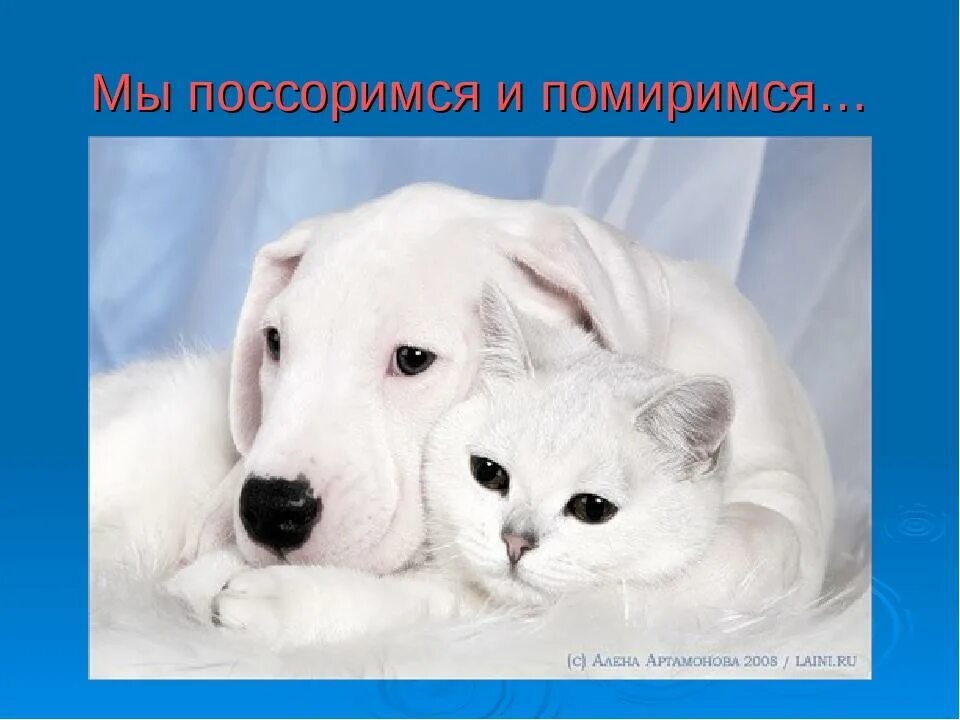 Стихи о дружбе с животными. Кошки и собачки. Дружба с животными цитаты. Дружба кошки и собаки.
