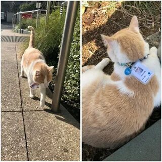 Кот не принимает нового кота