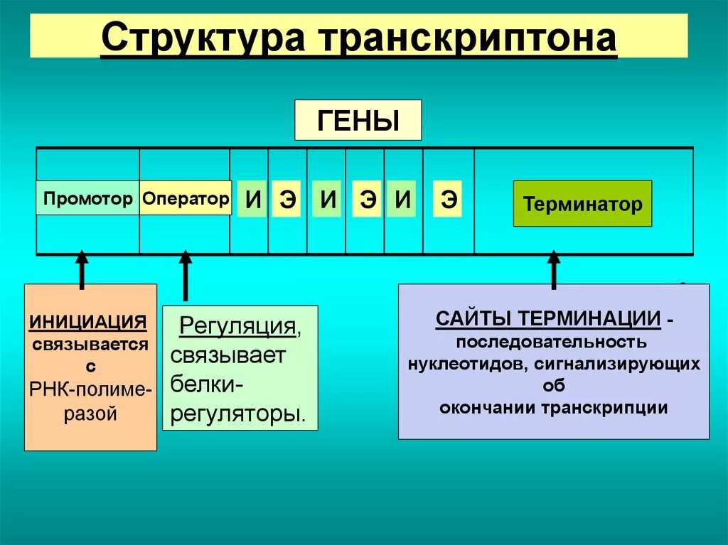 Определите структуру гена