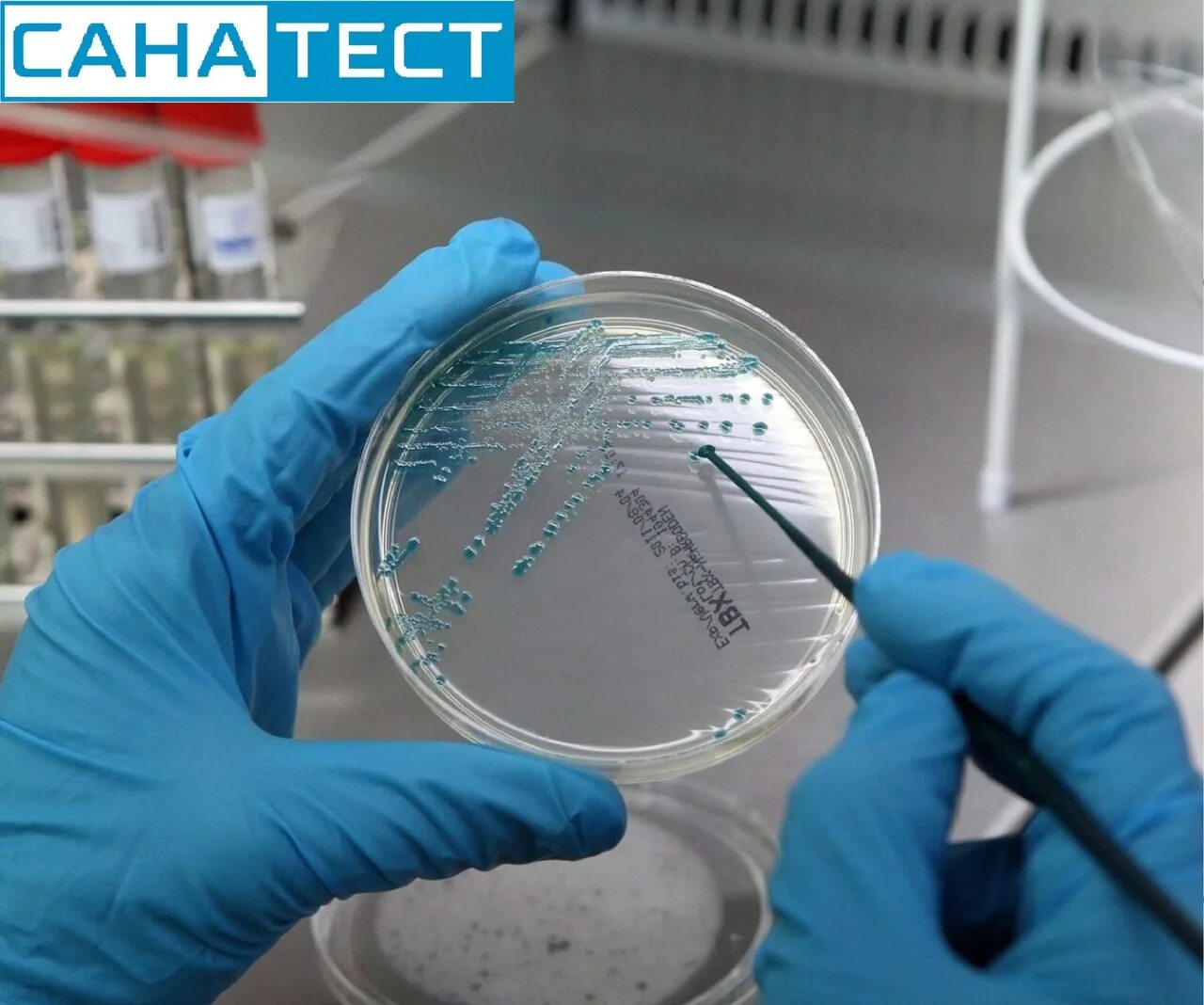 Разлив питательных сред в чашки петри. Гусев микробиология. Лабинская микробиология. Микроорганизмы воды микробиология. Лаборатория биотехнологии.