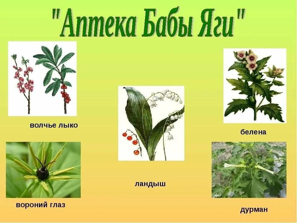 Вороний лыко. Волчье лыко дурман белена вороний глаз. волчье лыко и вороний глаз. белена дурман волчье лыко. волчье лыко дурман ландыш белена вороний глаз.