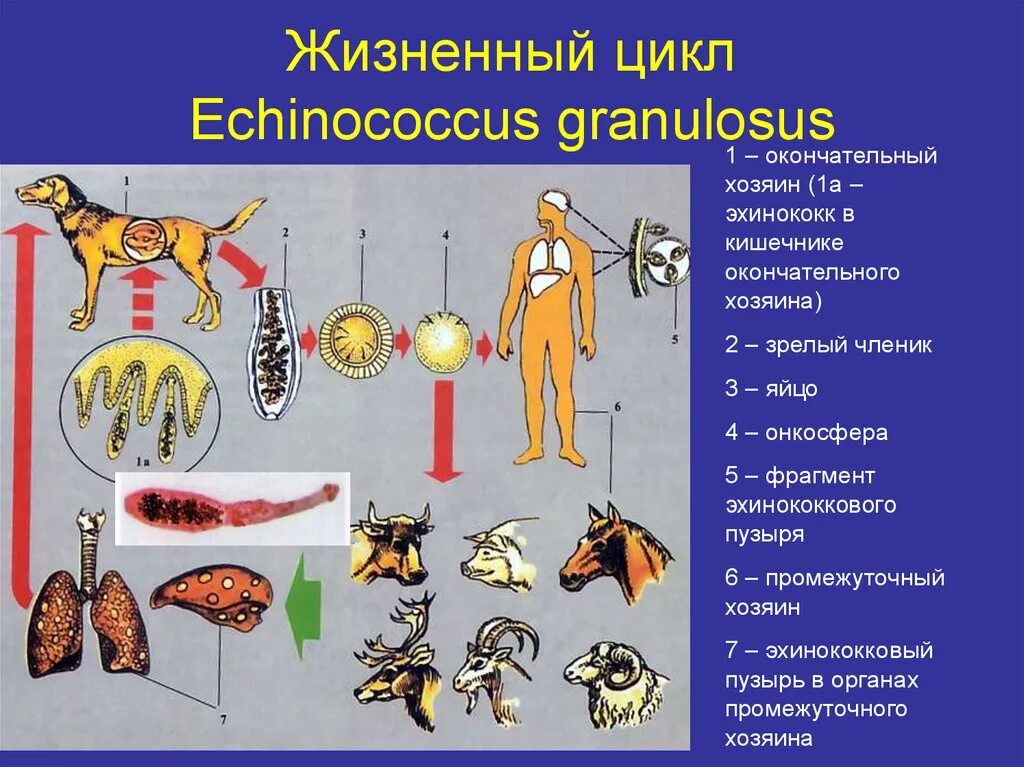 Можно ли считать человека промежуточным хозяином эхинококка. Эхинококк жизненный цикл промежуточный хозяин. Эхинококк жизненный цикл окончательный хозяин. Эхинококкоз промежуточный хозяин. Эхинококкоз жизненный цикл схема.