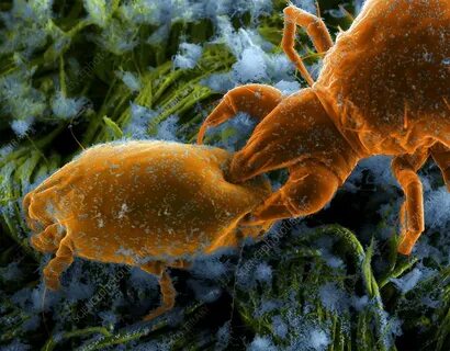 Dermatophagoides pteronyssinus