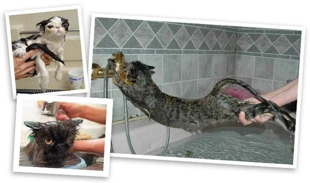 Чем мыть домашнюю кошку