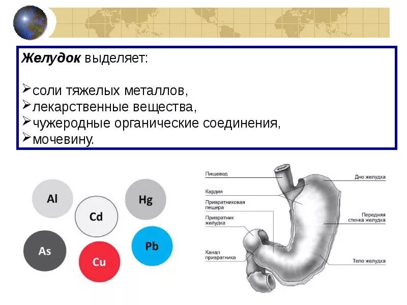 Почему выделяется желудок. Мочевина в желудке. Мочевина в ЖКТ. Терморегуляция в желудке. Откуда мочевина в желудке.