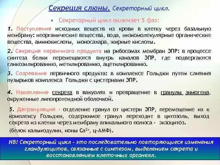 Стимулированная слюна. Механизм секреции слюны. Механизм формирования слюны.. Фазы секреции слюны. Процесс образования слюны.