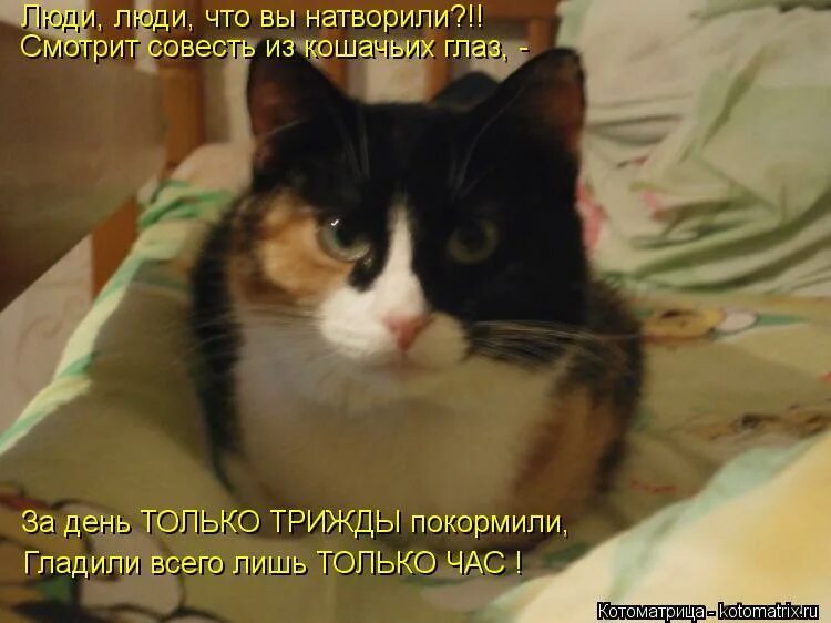 Совесть кота. Кошачья совесть. Кошки и совесть. Совестливый кот. Коты с глазами Покорми.