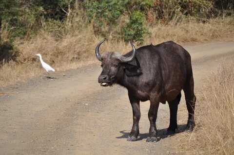 i?id=b2c1589afc5b65a9b14e017a0ccf5bac87b942e0-5367291-images-thumbs&n=13