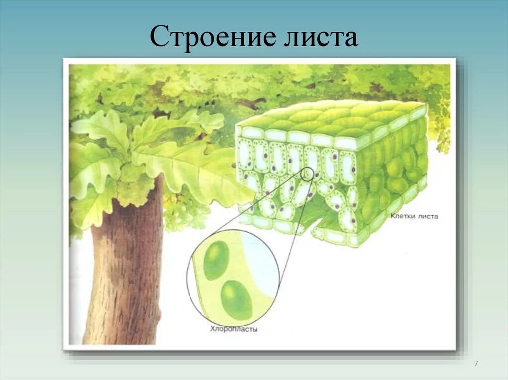 Клетка строение листьев растений. Внутреннее строение листа хлоропласты. рисунок клетки мякоти листа. строение листа хлоропласты. ткань мякоти листа хлорофилл.