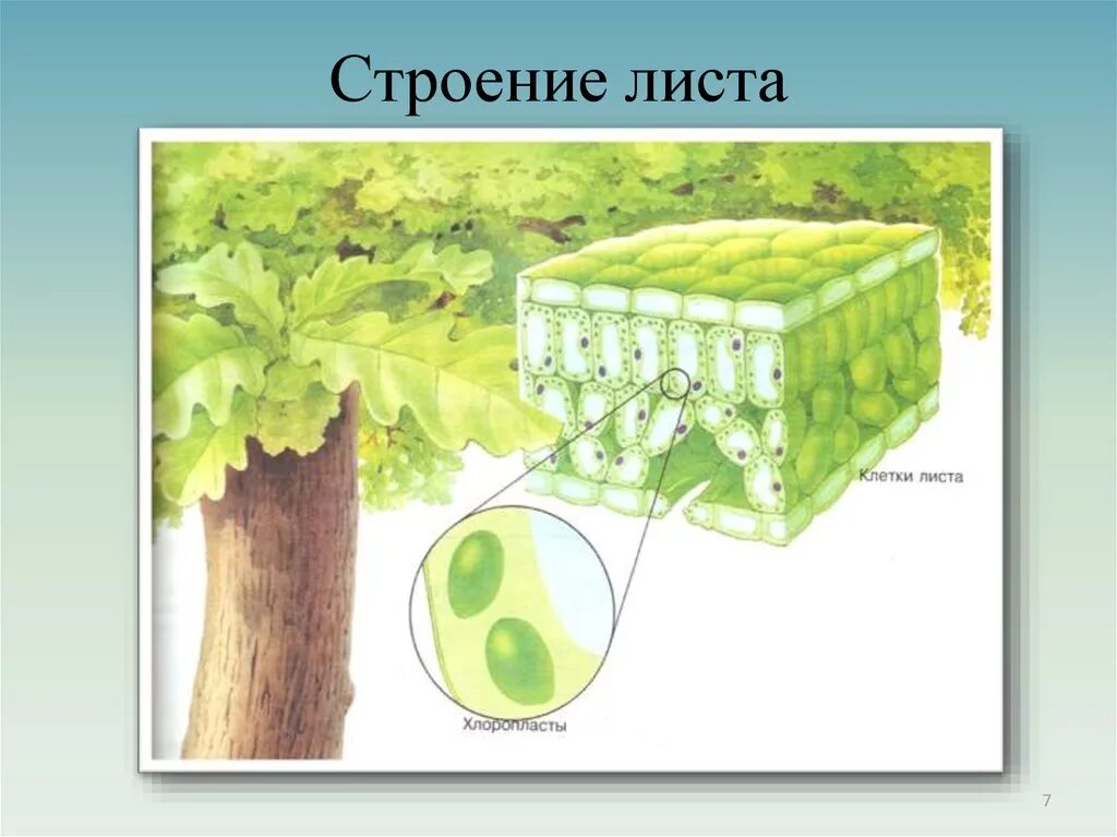 Слой клеток листа. Мякоть листа фотосинтезирующая ткань. Ткани растений мякоти листа. Строение листа хлоропласты. Фотосинтезирующая ткань листа.