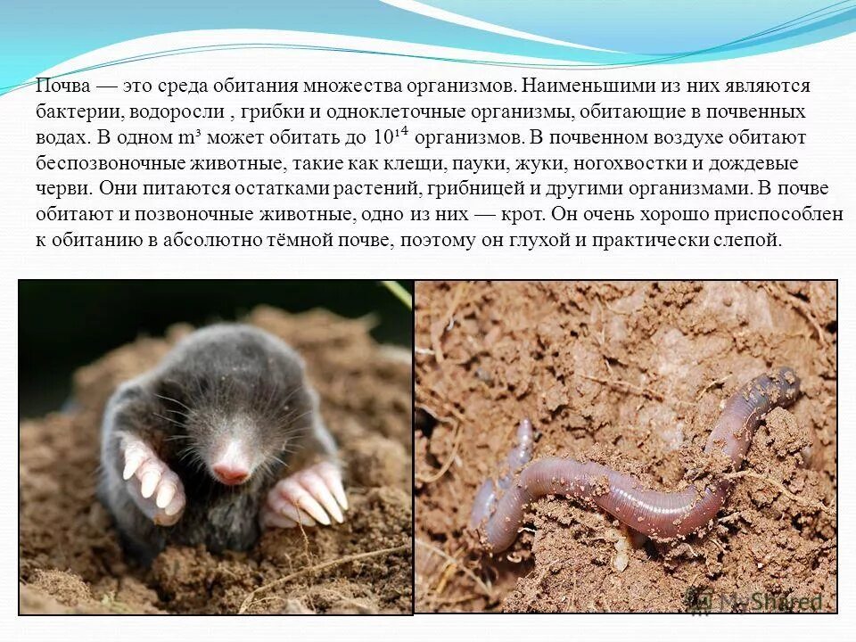 В 1 среде обитают