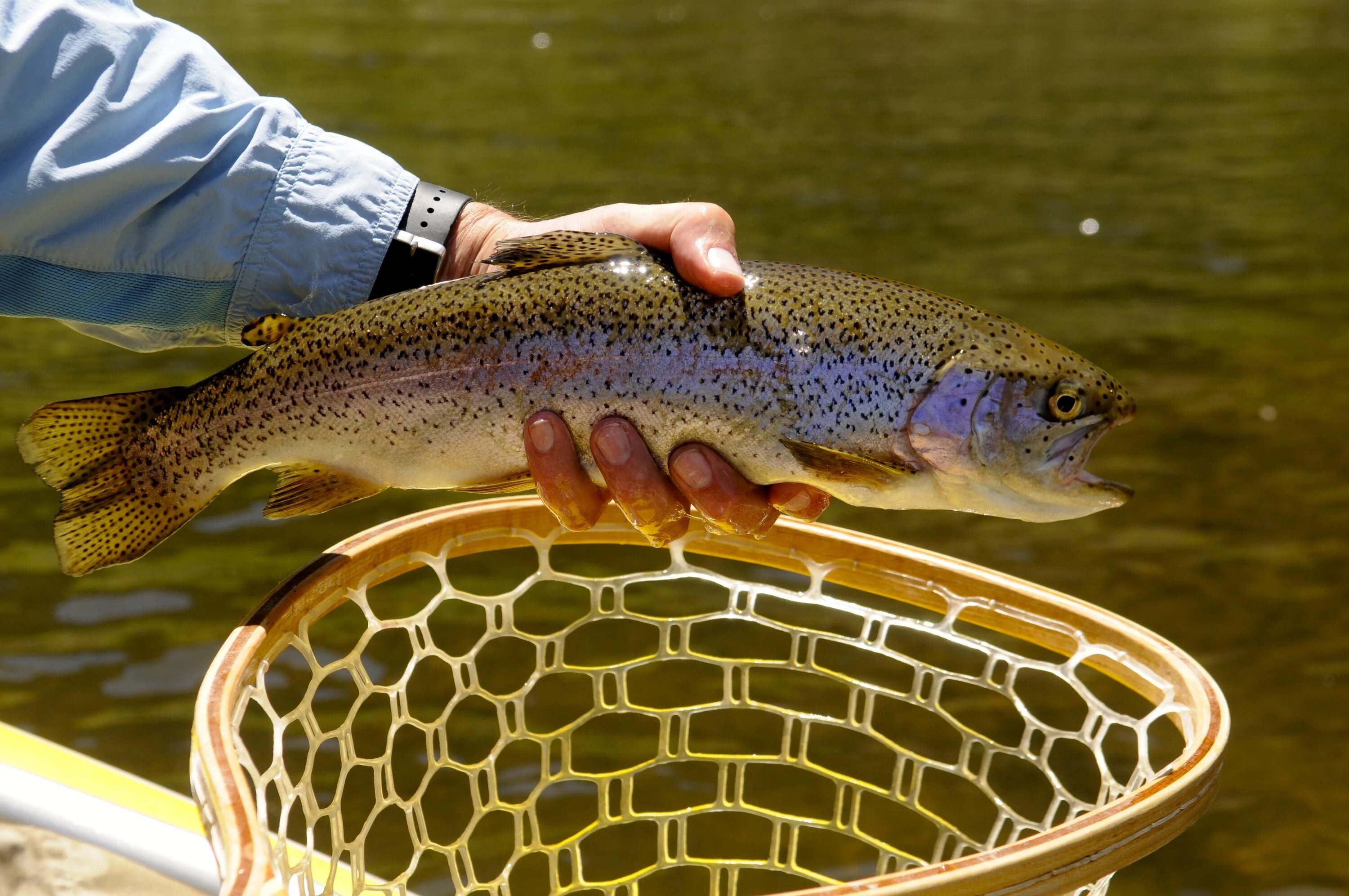 Area trout. Радужная форель. Радужная форель на спиннинг. Форель (гора). Радужная форель на блесну.