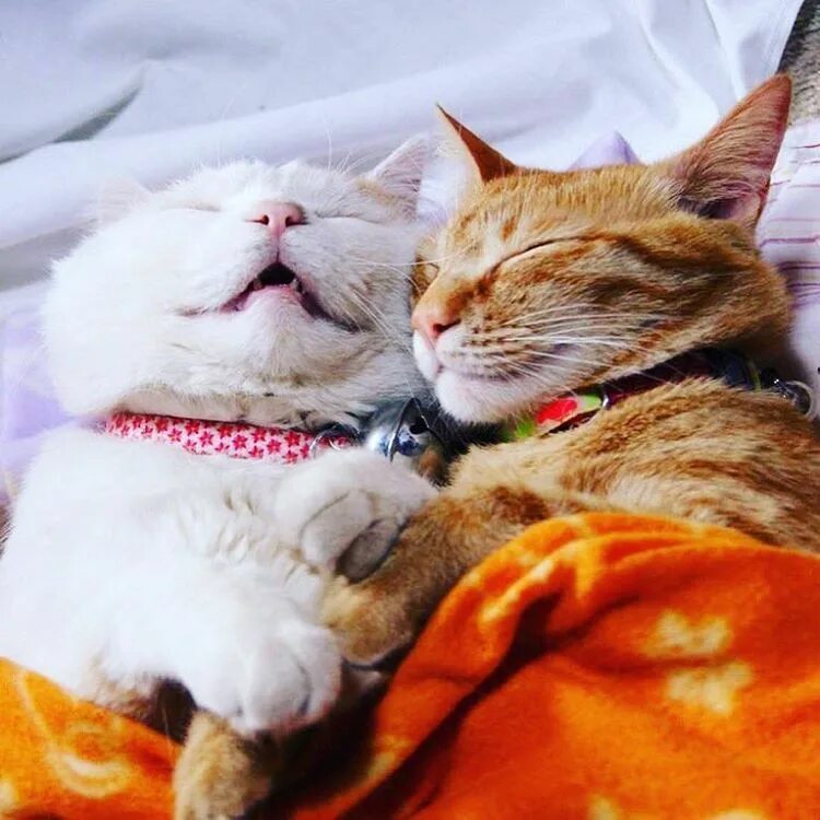 Котики и их жизнь. Спящие коты. сонная кошка. два кота. котики обнимаются.