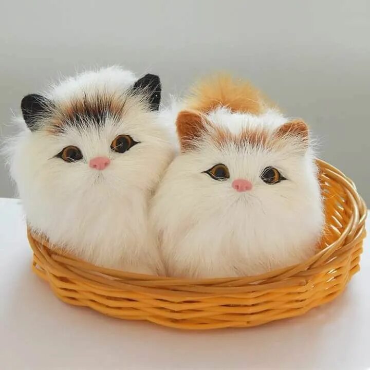 Кошки купить гомель. Корейские кошки. Цветной корейский котята. Милые картинки котиков. Корея кошки игрушка.