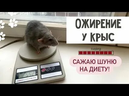 Нормально крыса
