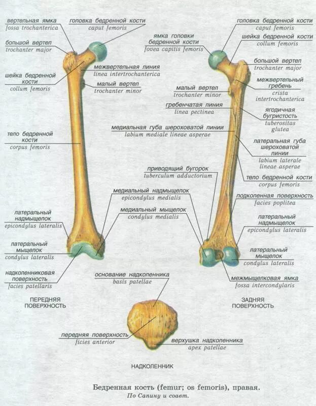 Бедренная кость строение на латинском. Строение бедренной кости анатомия на латыни. Малый вертел бедренной кости анатомия. Бедренная кость анатомия строение. Приводящие латынь