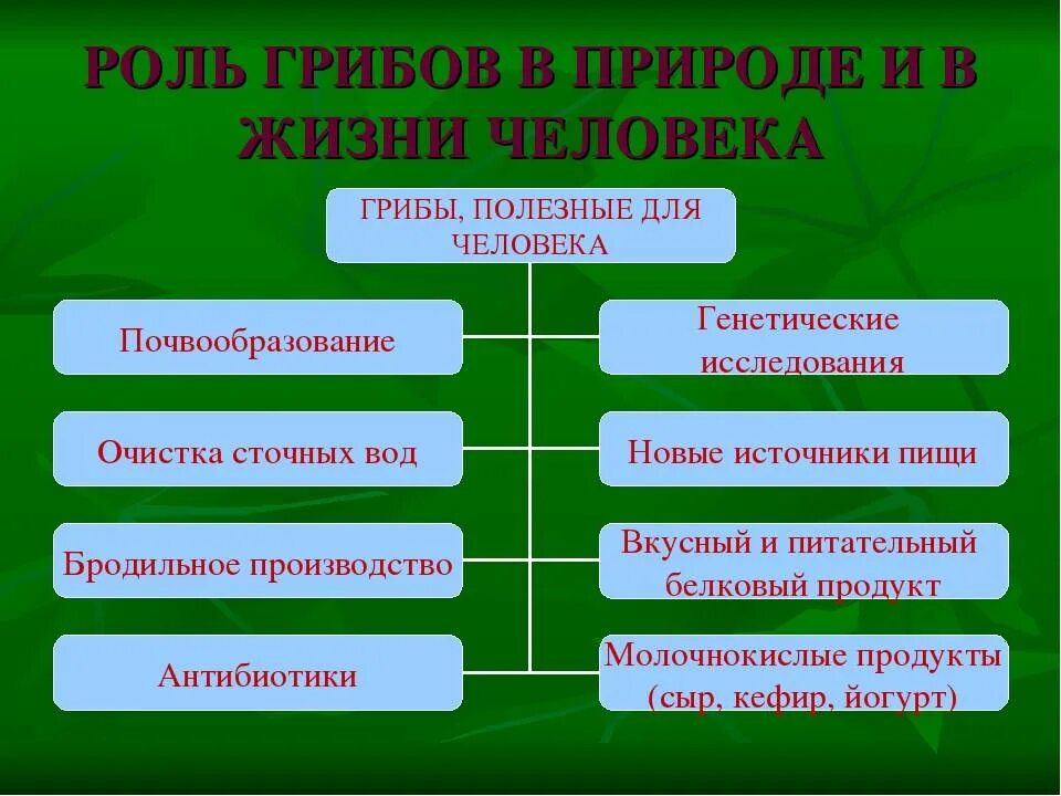 Значение для природы 5 класс. Роль грибов в природе и жизни человека 5 класс биология. Роль грибов 5 класс биология. Роль грибов в жизни человека 5 класс биология таблица. Роль грибов в природе 5 класс биология.