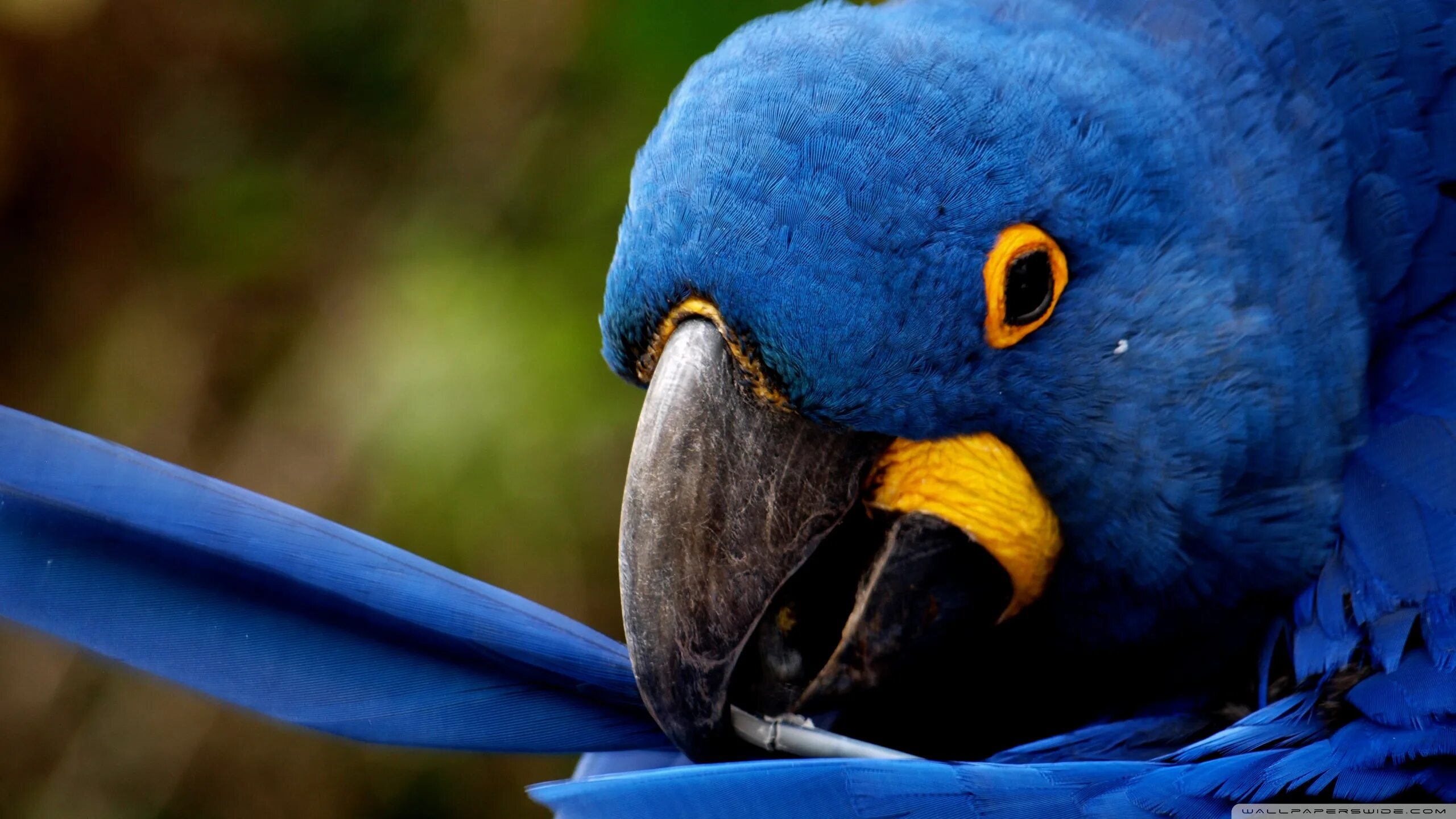 Full bird. Попугай ара гиацинтовый. Серо-голубой гиацинтовый ара. Гиацинтовые ара фиолетовые. Гиацинтовый ара Латинской Америки.