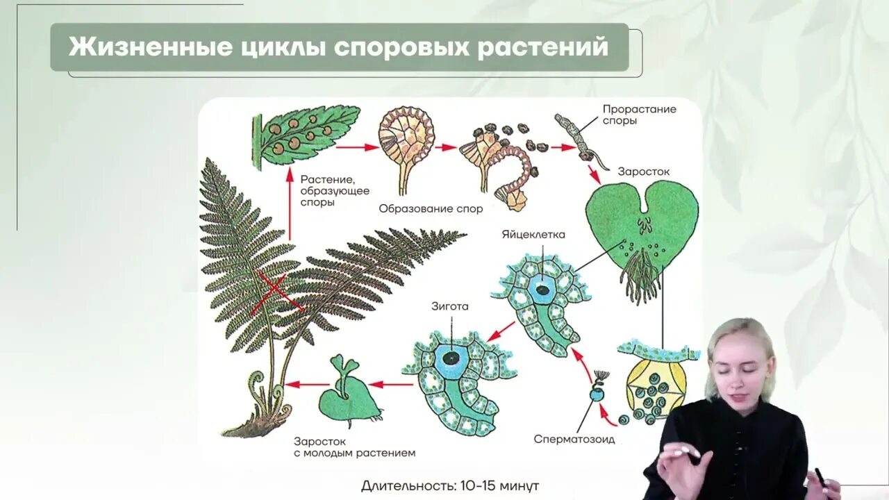 Циклы высших растений. Циклы высших растений