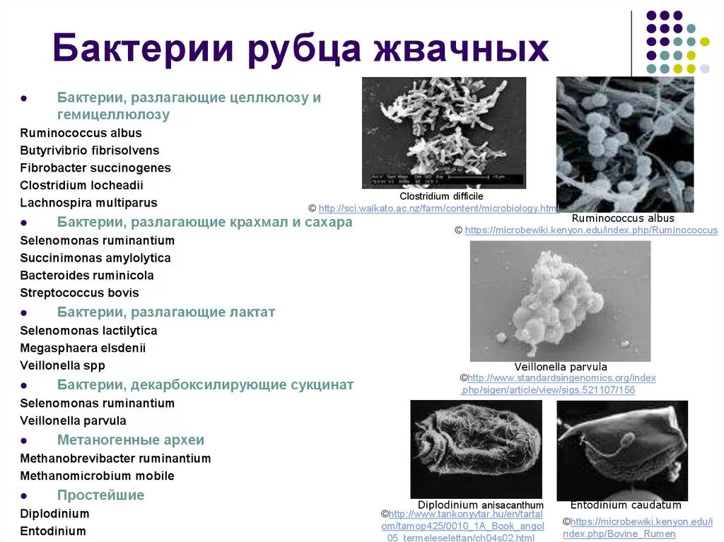 Рубцовые бактерии. Основные группы симбиотических микроорганизмов преджелудков. Микроорганизмы в рубце жвачных. Бактерии рубца жвачных животных. Микроорганизмы в рубце жвачных животных.