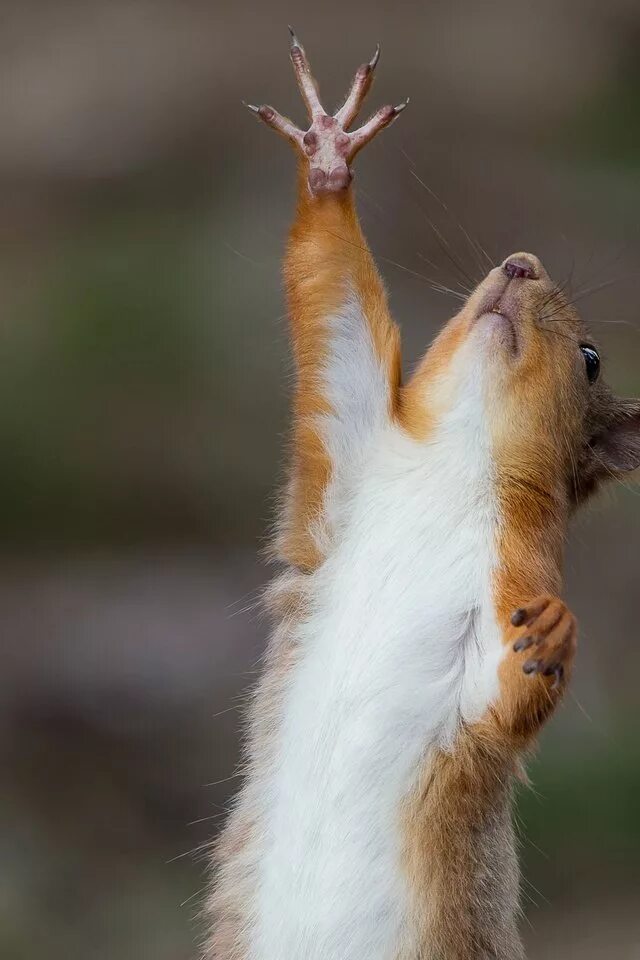 лапки белочки. белка с орехом в лапах. белка с орехом. рыжая белка. лапки белки.