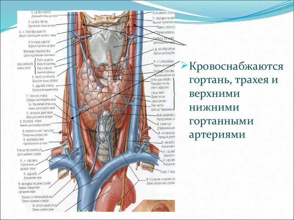 Строение шеи и горла. Строение шеи спереди. топографическая анатомия и оперативная хирургия органов шеи. строение шеи человека спереди описание. строение мужской шеи спереди.