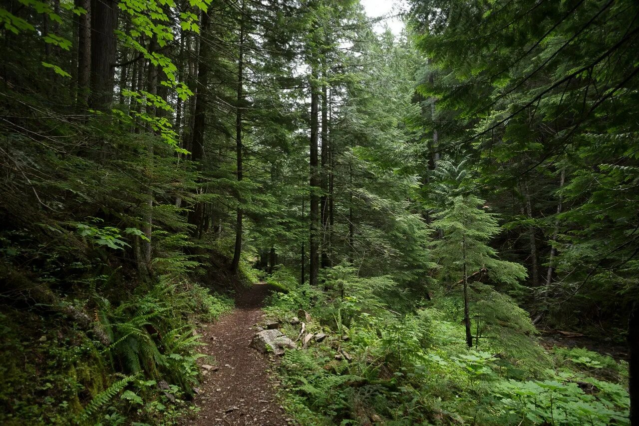 Шварцвальд тропа. Хвойные леса Мацеста. Буково пихтовое дерево. Temperate coniferous Forest.