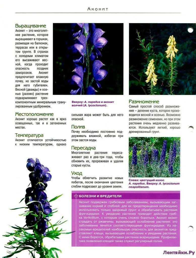 Аконит цветок описание. Ядовитые растения аконит борец. Аконит башмачок цветок. Аконит борец ядовитое растение описание. Aconitum / аконит (борец) ’.