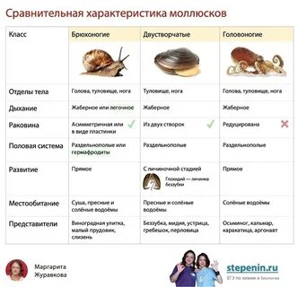 Степенин егэ биология 2024 тесты