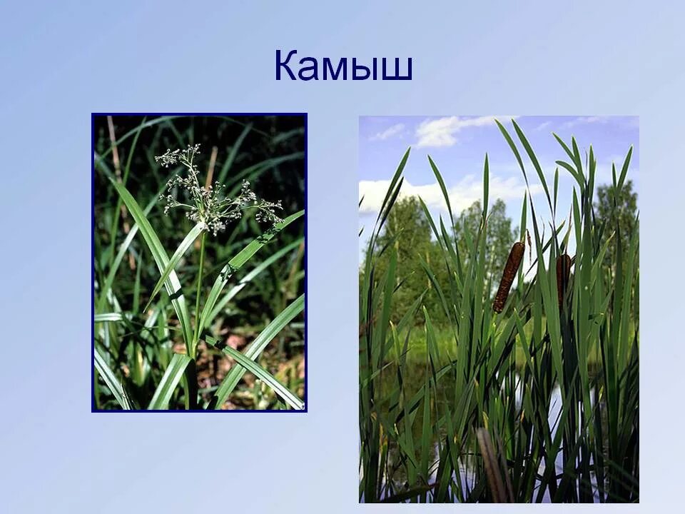 Растения пресных водоемов 4 класс окружающий
